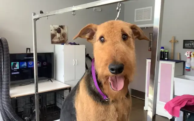 Kisses Pet Spa LLC in Ormond Beach, FL