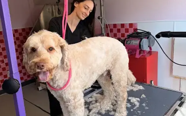 Red Bow Dog Grooming LLC in Oregon City, OR