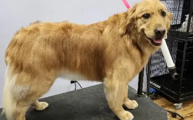 Shaving Grace Grooming in Traverse City, MI
