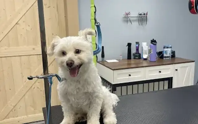 Prestige Pet Hotel and Spa in Christiansburg, VA