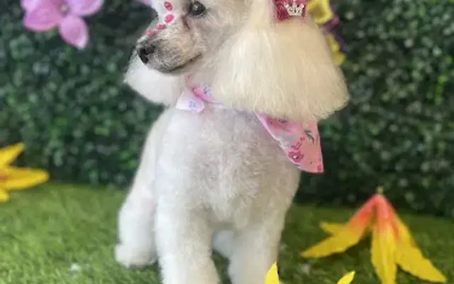 Andar town pet spa in Chicago, IL