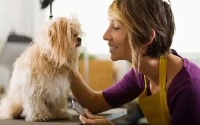 Mobile Pet Grooming Hollywood in Hollywood, FL
