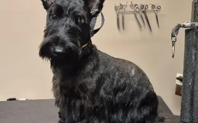 I Care Dog Grooming, LLC in Lebanon, OH