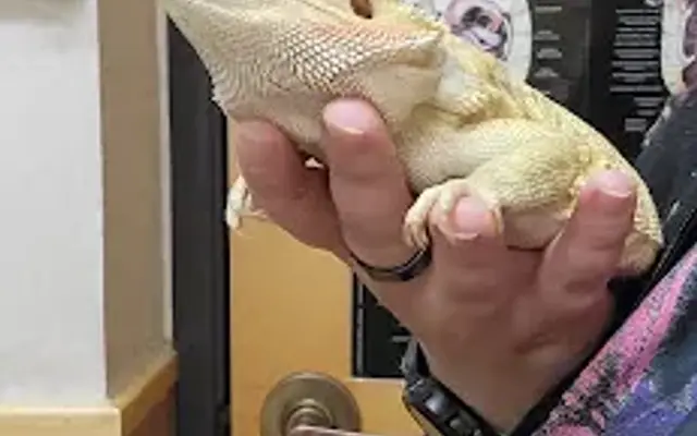 Palm Glen Animal Hospital in Phoenix, AZ