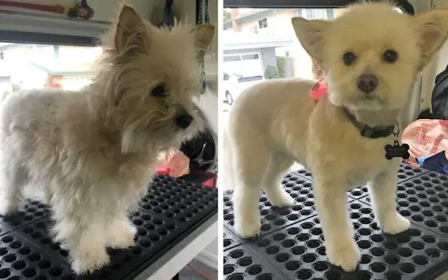 GROOMER on the GO in Irvine, CA