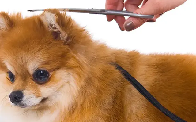 Affectionate Pet Grooming in Tamarac, FL