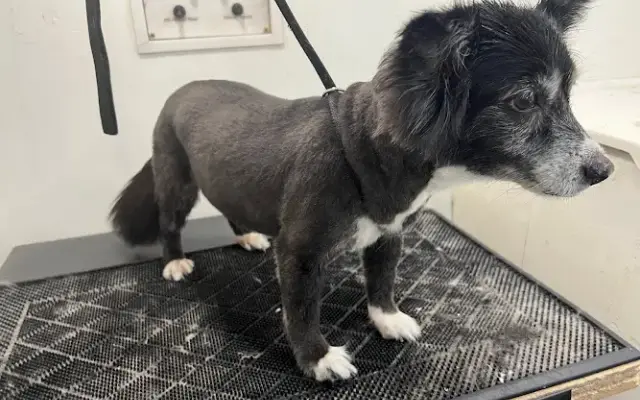 Fritzy's Pet Care Pros in Valley Center, CA