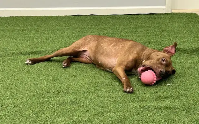 Spoiled Rotten Pet Resort in Gadsden, AL
