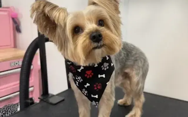 Caity’s Spa For Paws, LLC in Newkirk, OK