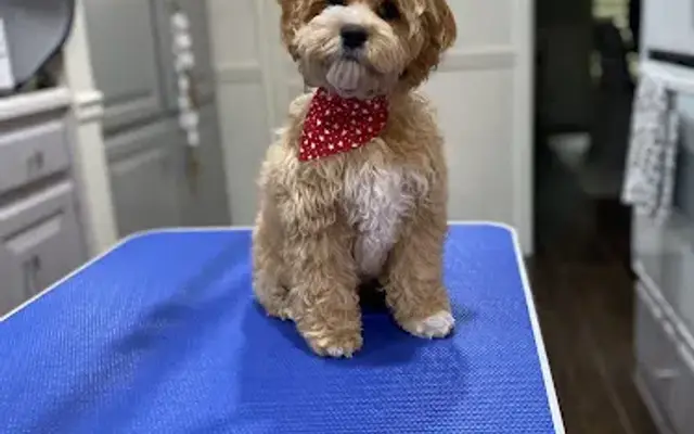 Paws of Permian, LLC in Midland, TX
