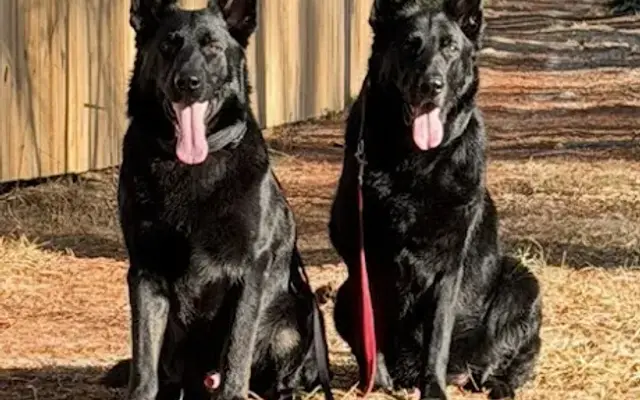 ACC (Applied Canine Concepts LLC) in Palm City, FL