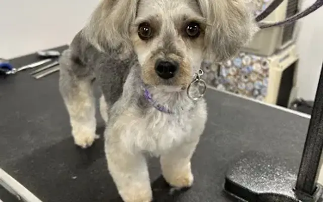 Stylish Pets in Paulding, OH