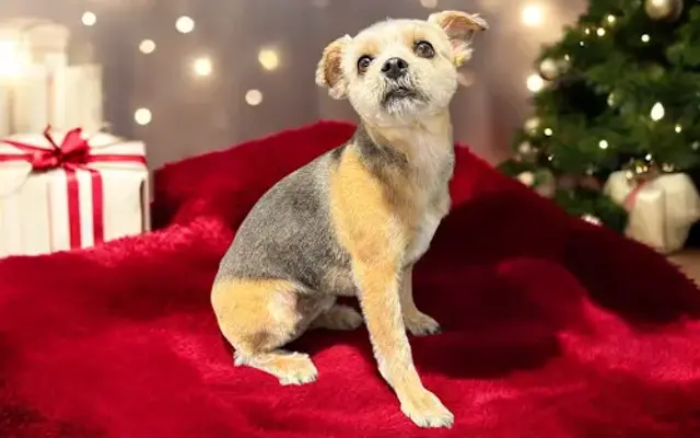 Haskell Hound in Benton, AR