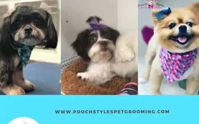 Pooch Styles in Forestville, MD
