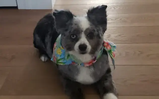 Precious Grooming in Tremont, PA