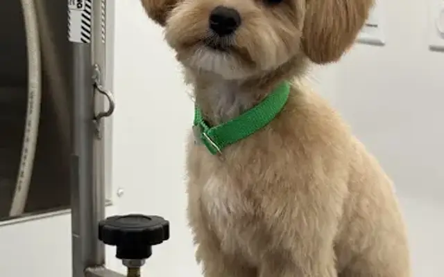 Canine Couture Mobile Pet Grooming in Loxahatchee, FL