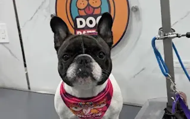 Dog Patrol Mobile Grooming in Chesterfield, NJ