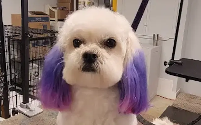 Grooming by Katrina in Woodstock, GA
