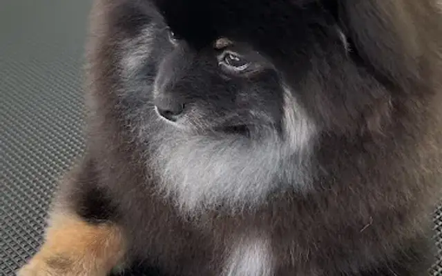 Pet Grooming Boutique in Ocean Pines, MD