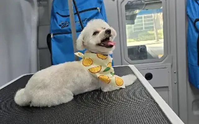 Groomurz Mobile Pet Grooming - Orange Coast in Costa Mesa, CA