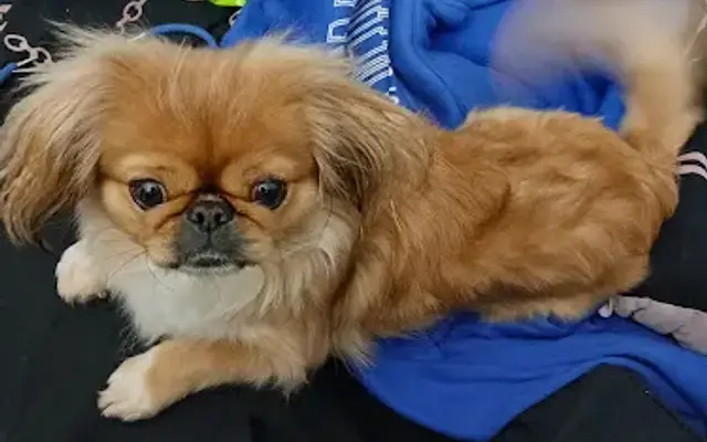 Beth's Pet Spa in El Cajon, CA
