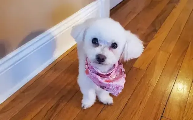 Canine Body Shop in Kenvil, NJ