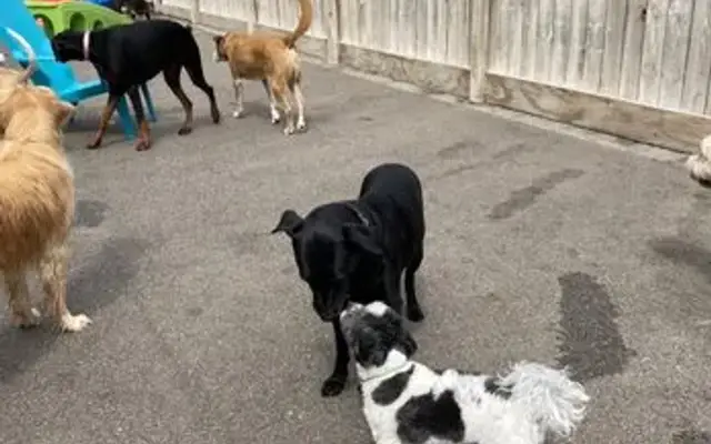 Puppy Playground in Indianapolis, IN