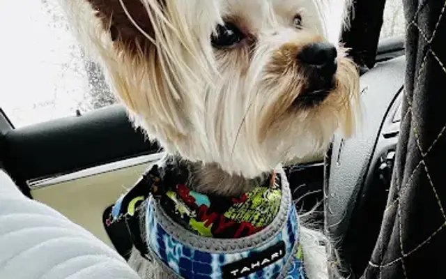 The New Village Groomer in Metropolis, IL