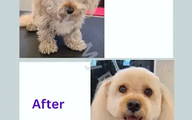 Style My Pet Mobile Dog Grooming in Canyon Country, CA