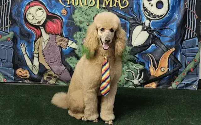The Matted Patter Dog Grooming & Boarding in Willis, TX