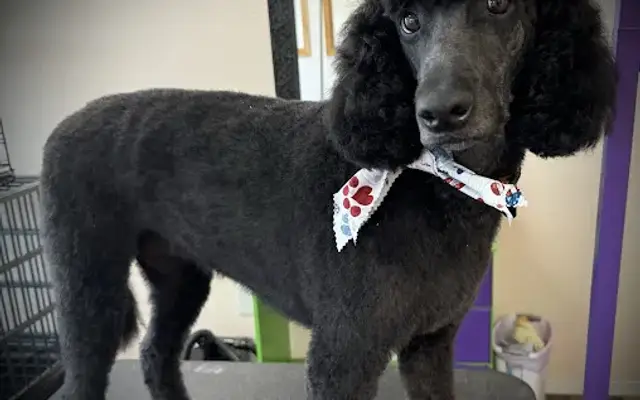 The PetBiz Grooming in The Dalles, OR