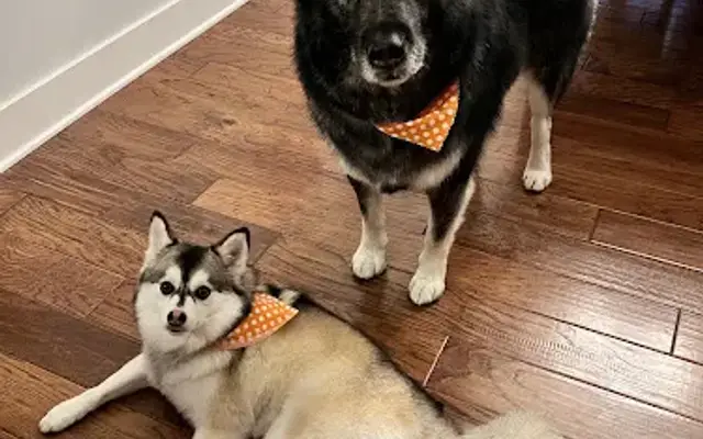 Sitting Pretty Pet Spa and Boutique - Whitehall in Whitehall, MI