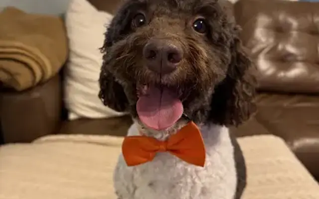 Bark and Bowtie Dog Spa in Waverly, MN