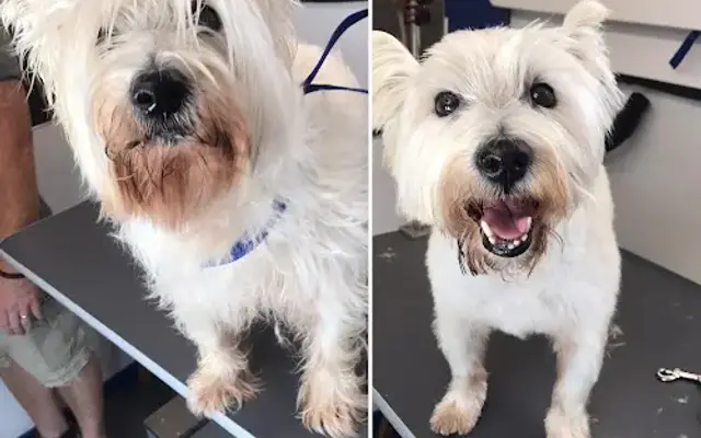 Fast and Furriest Mobile Dog Grooming in Jupiter, FL