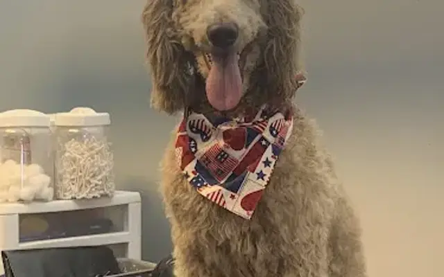Fluffy Tails Pet Salon in Sumiton, AL