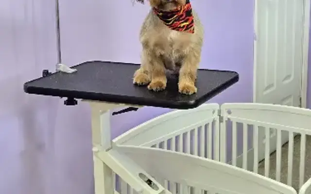 Paws and Claws Grooming in Logansport, IN