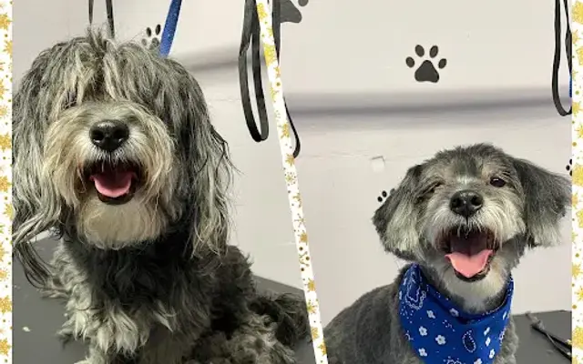 Daniela's Grooming Services in Moreno Valley, CA