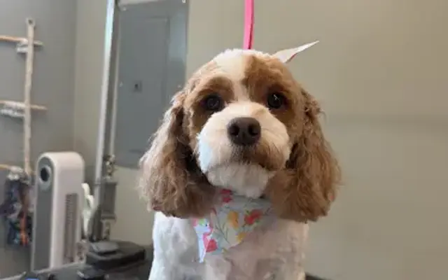 Simply Grooming by Carleigh in Hammonton, NJ
