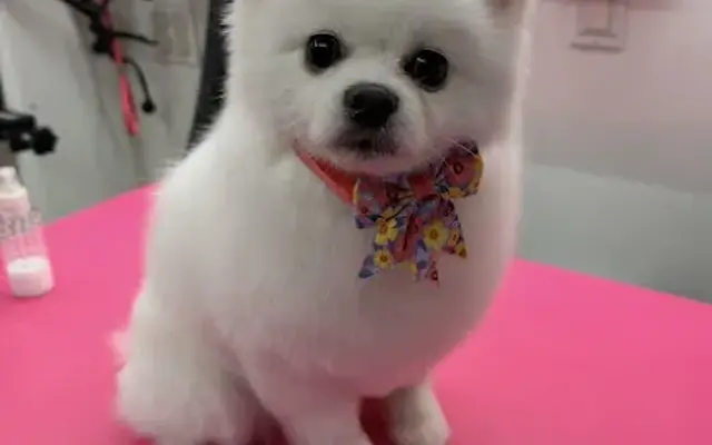 Club K9 Mobile Grooming in Roswell, GA