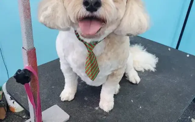 What The Pup?! LLC in Seven Valleys, PA
