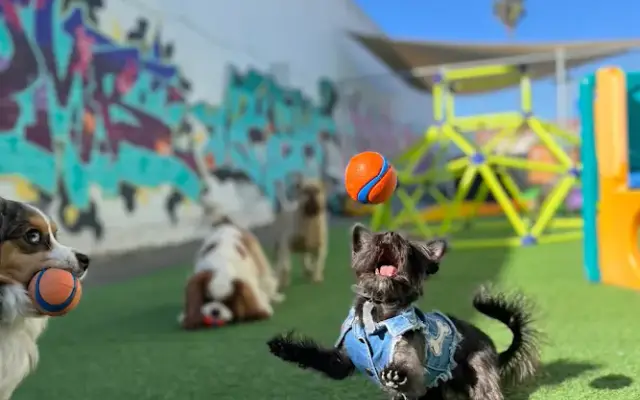 Riley's Doggie Daycare in Los Angeles, CA