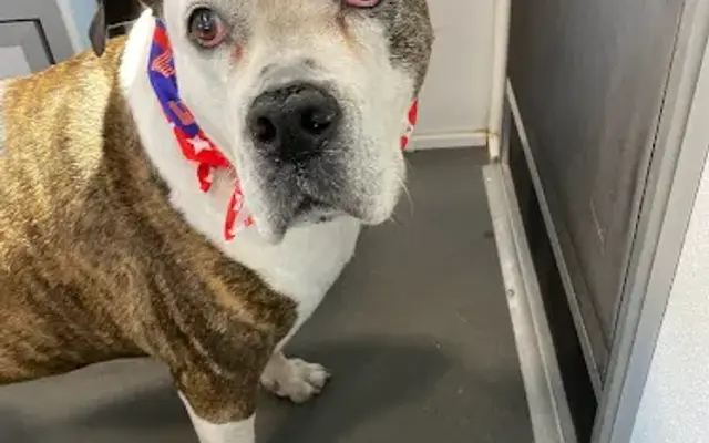 Ellen’s K9 Korner in Vernon Township, NJ