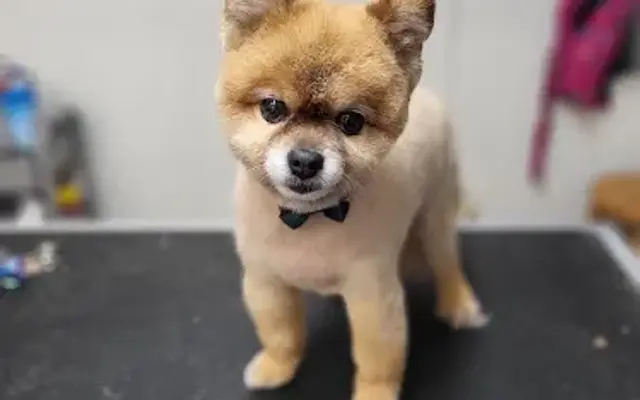 Grooming By Sonda in Corsicana, TX