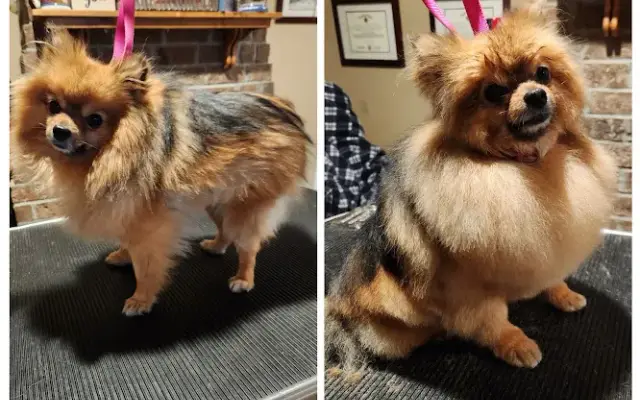Shadow's Silhouette Luxury House-Call Grooming in Bowling Green, KY