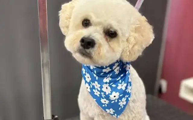 Prestige Pet Parlour in Gastonia, NC