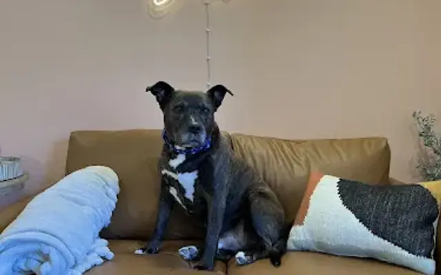 Bark & Bubble in Plattsburgh, NY