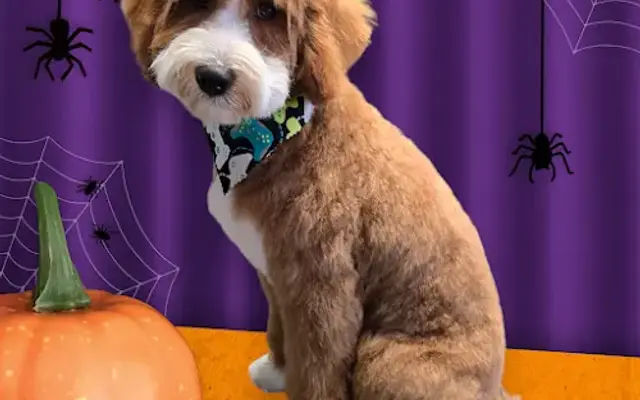 Level Up Grooming in London, OH