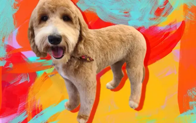 The Mod Dog Grooming Company in Jacksonville, FL