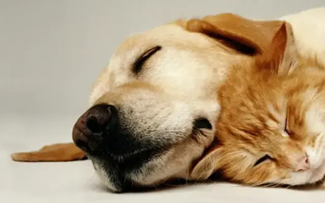 Pawsh Pets LLC in Claremont, CA