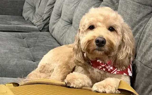 Howley Davidson Dog Grooming in Neosho, MO